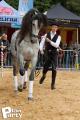 Feria Andalucia au chateau a Oupeye — photo 63