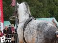 Feria Andalucia au chateau a Oupeye — photo 26