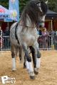 Feria Andalucia au chateau a Oupeye — photo 27