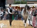 Feria Andalucia au chateau a Oupeye — photo 30