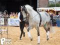 Feria Andalucia au chateau a Oupeye — photo 31