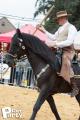 Feria Andalucia au chateau a Oupeye — photo 65