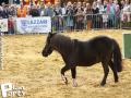 Feria Andalucia au chateau a Oupeye — photo 221