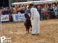 Feria Andalucia au chateau a Oupeye — photo 229