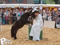 Feria Andalucia au chateau a Oupeye — photo 230