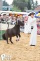 Feria Andalucia au chateau a Oupeye — photo 231