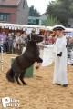 Feria Andalucia au chateau a Oupeye — photo 232
