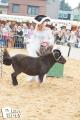 Feria Andalucia au chateau a Oupeye — photo 233