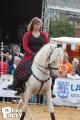 Feria Andalucia au chateau a Oupeye — photo 245