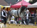 Feria Andalucia au chateau a Oupeye — photo 367
